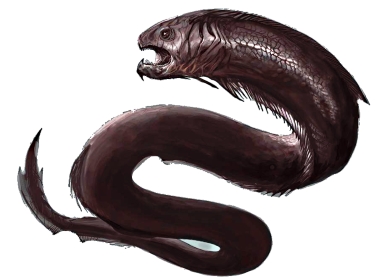 moray-eel
